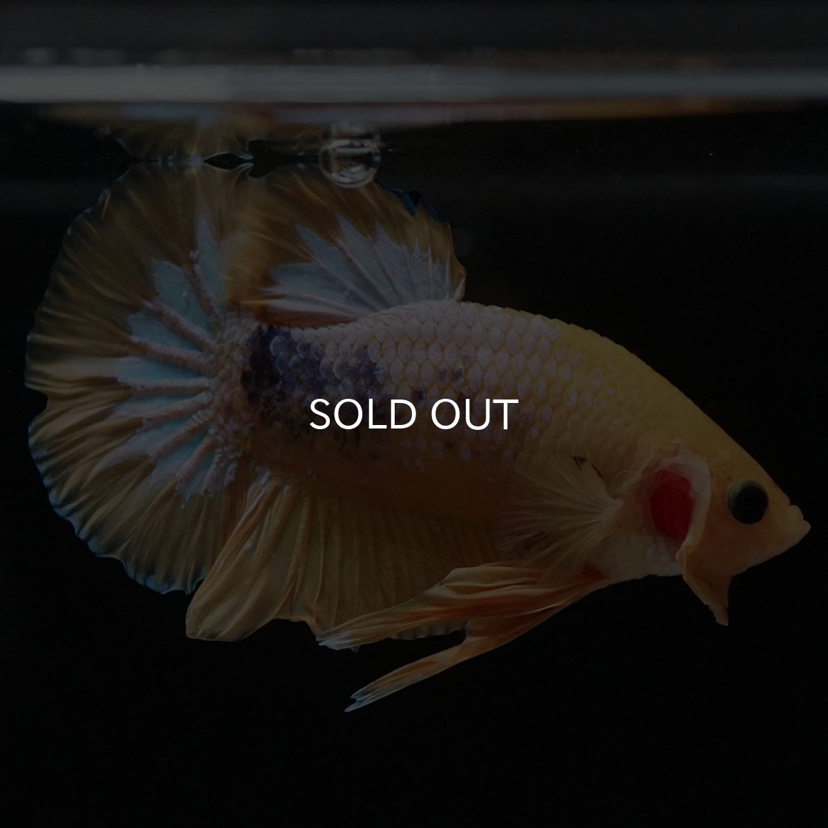 画像5: HMPK　イエローファンシー (5)