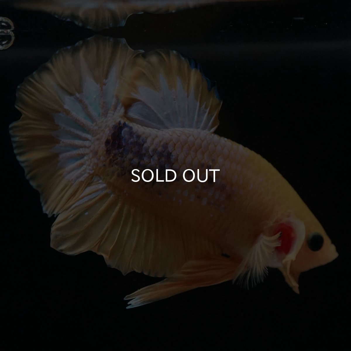 画像4: HMPK　イエローファンシー (4)