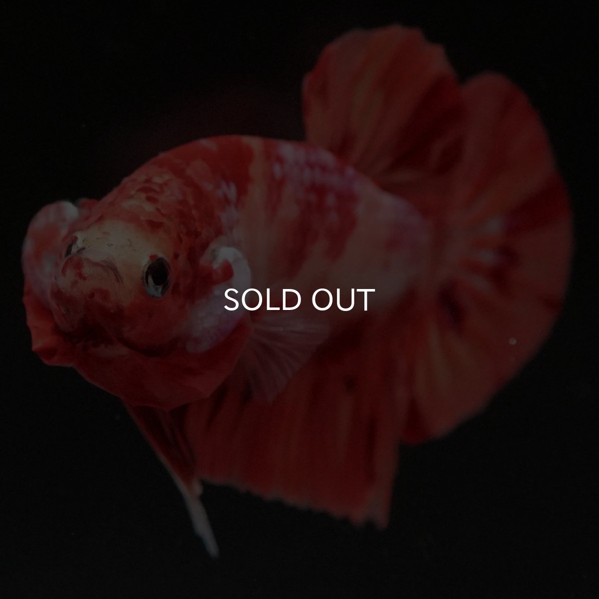 画像3: HMPK　ニモ (3)