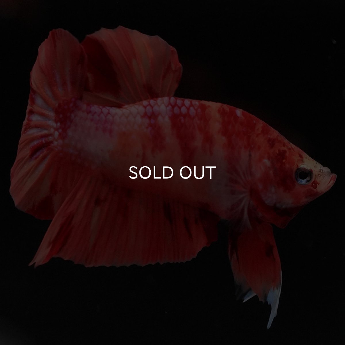 画像8: HMPK　ニモ (8)