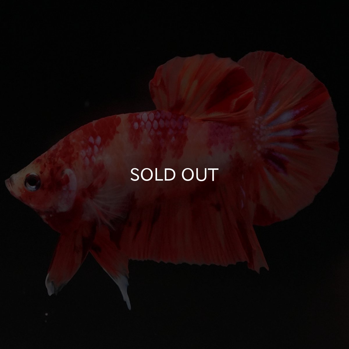 画像4: HMPK　ニモ (4)