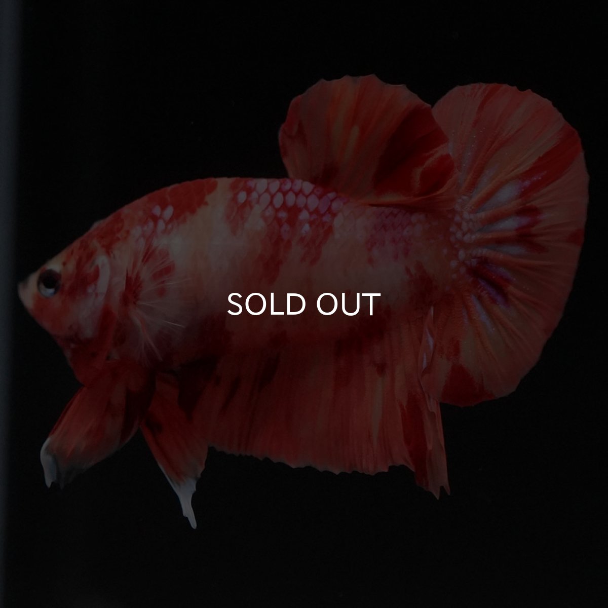 画像6: HMPK　ニモ (6)