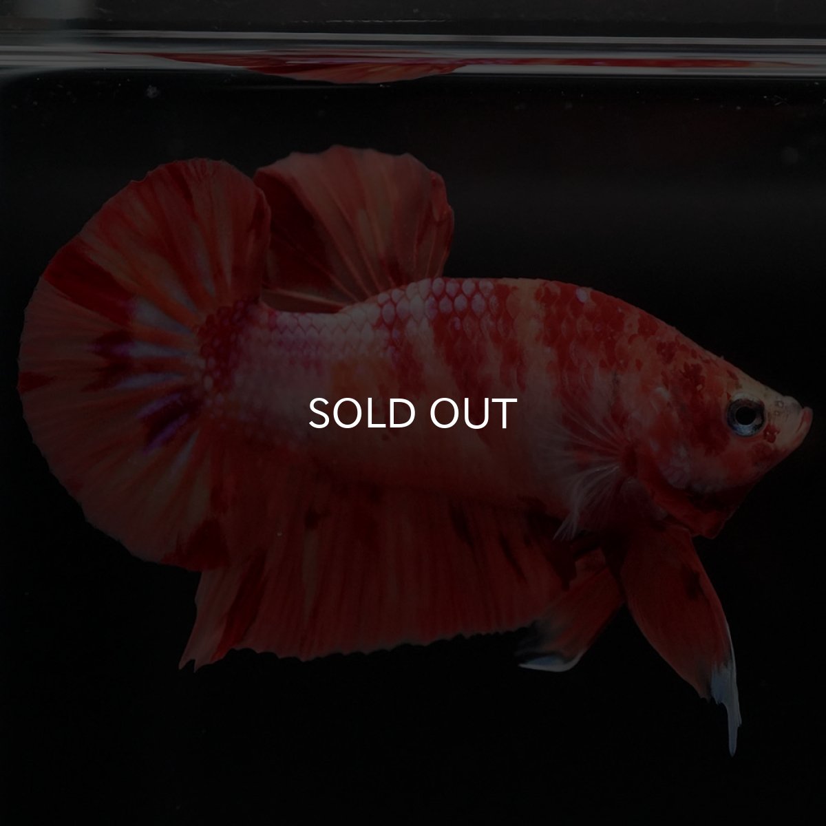 画像7: HMPK　ニモ (7)