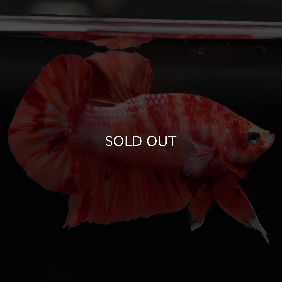 画像5: HMPK　ニモ (5)