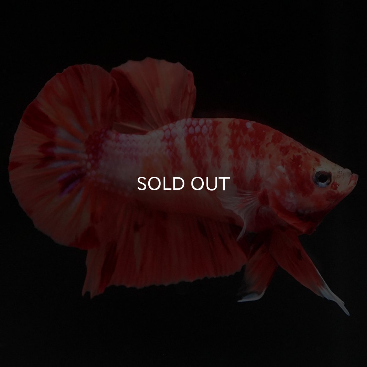 画像2: HMPK　ニモ (2)