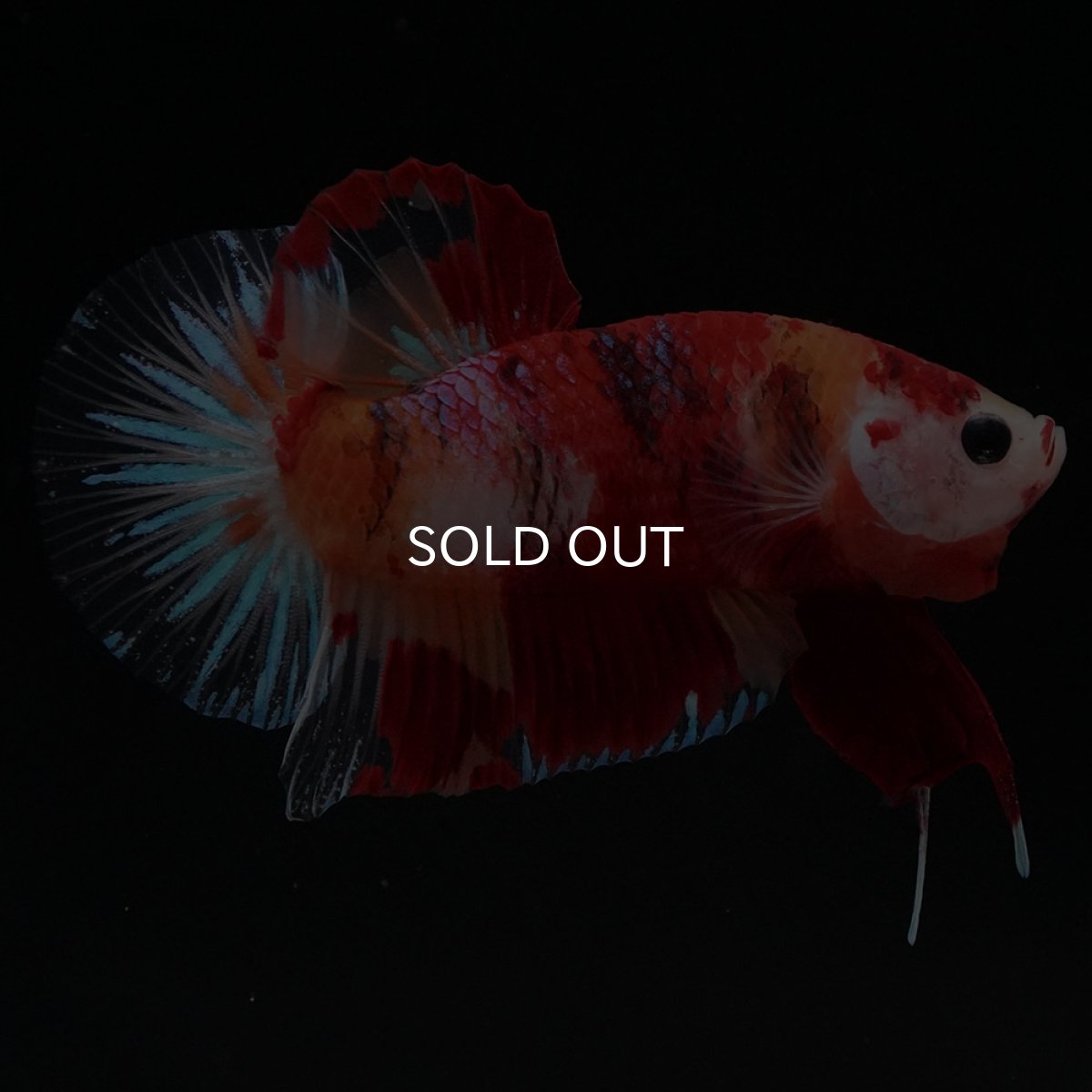 画像8: HMPK キャンディ (8)