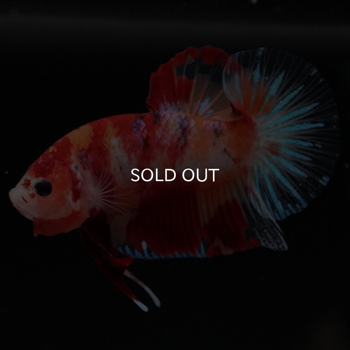 画像6: HMPK キャンディ (6)