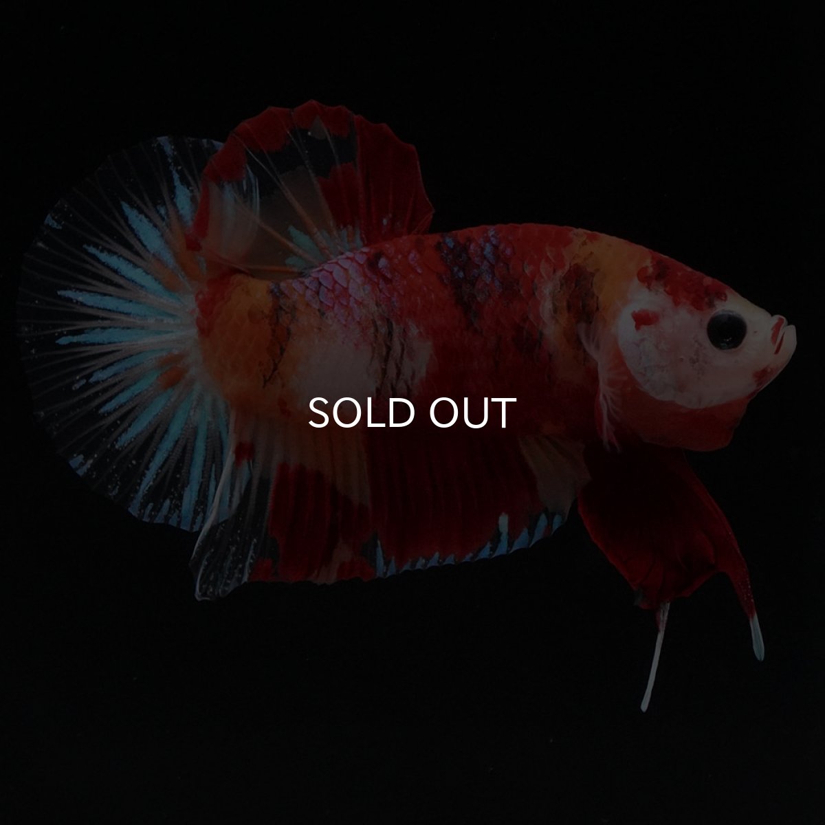 画像2: HMPK キャンディ (2)