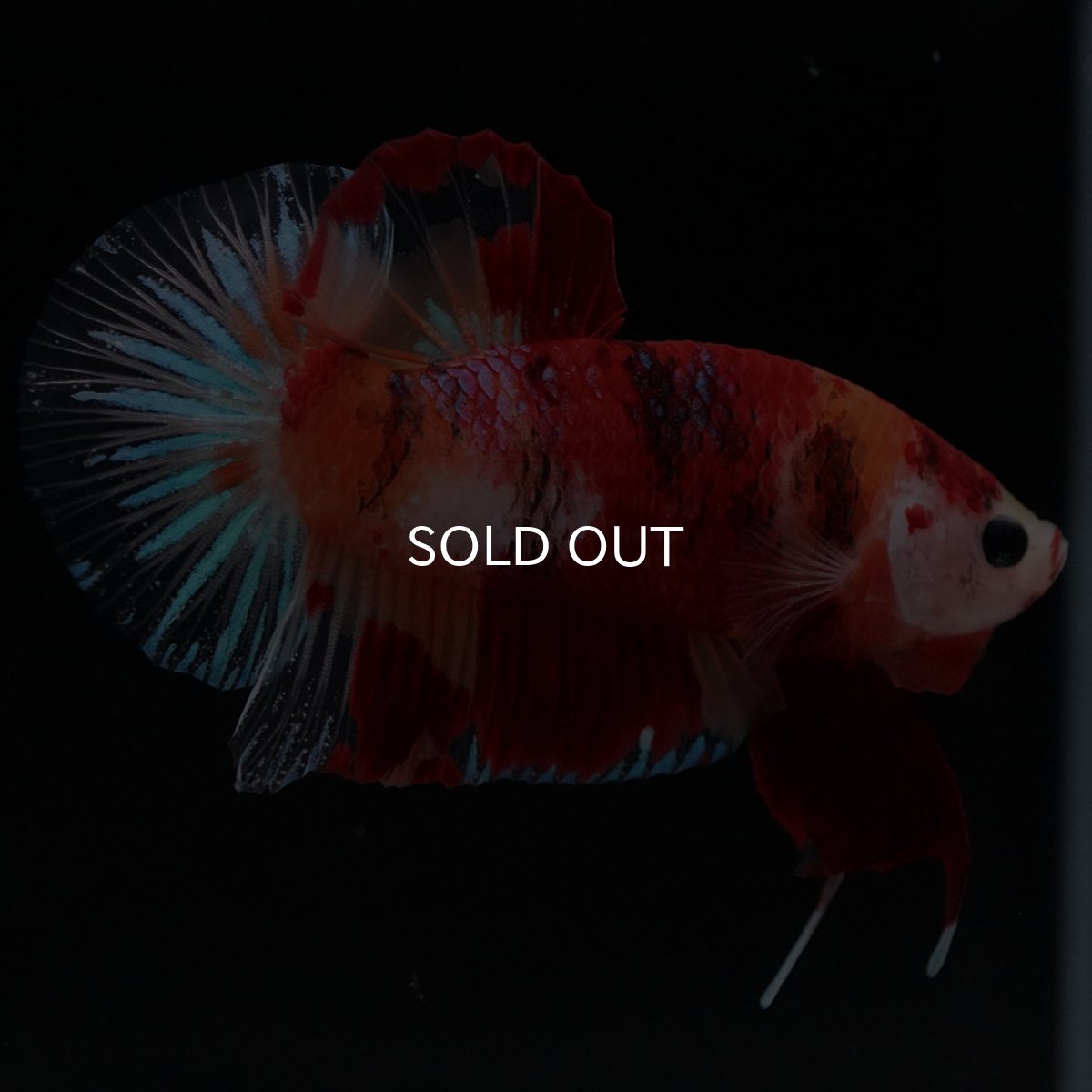 画像7: HMPK キャンディ (7)