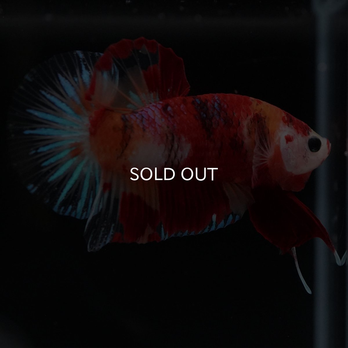 画像5: HMPK キャンディ (5)