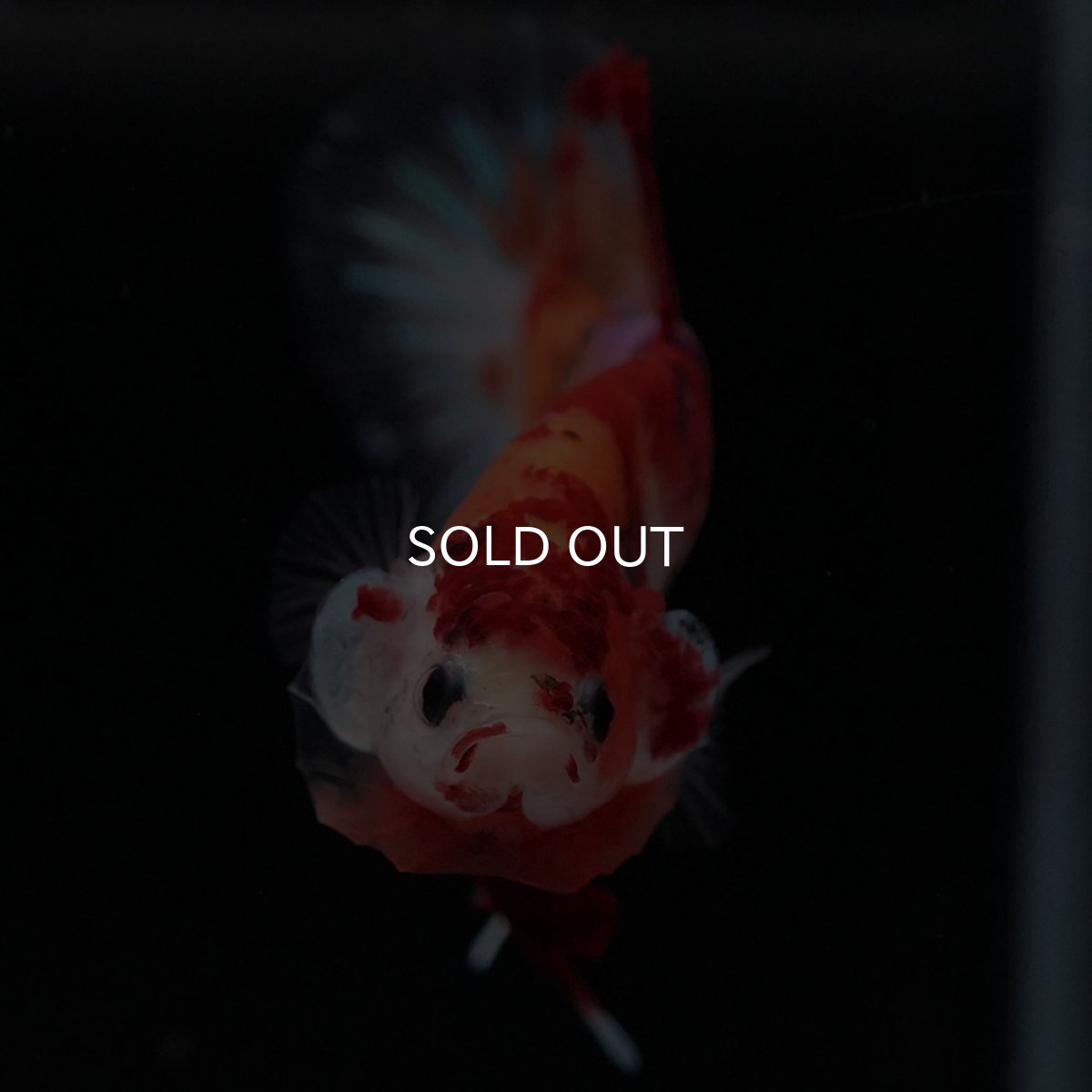 画像3: HMPK キャンディ (3)