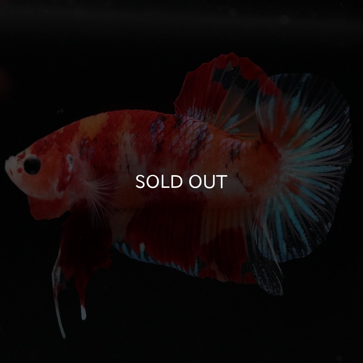 画像4: HMPK キャンディ (4)