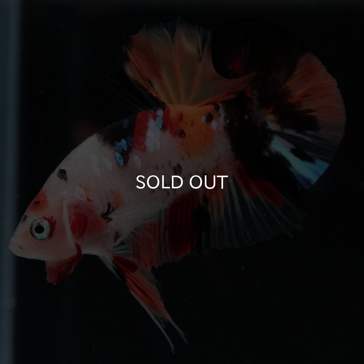 画像7: HMPK　キャンディ (7)