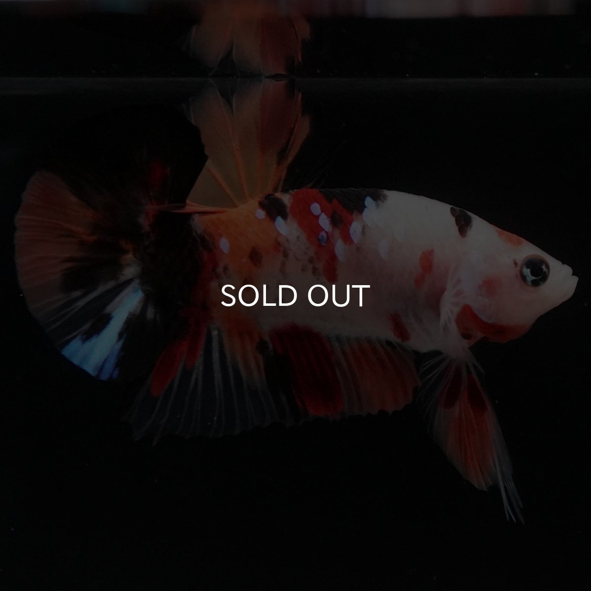 画像3: HMPK　キャンディ (3)