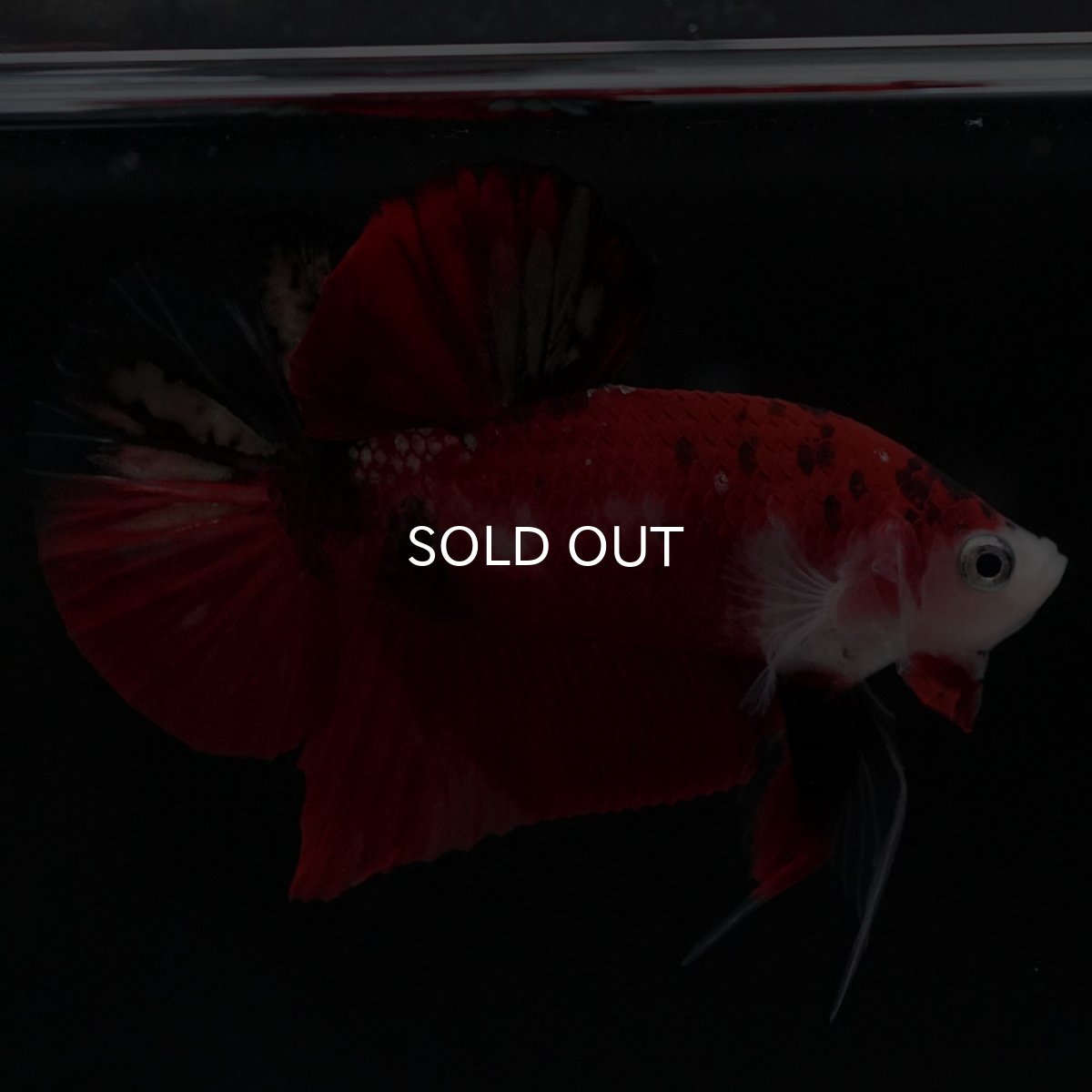 画像8: HMPK　鯉 (8)