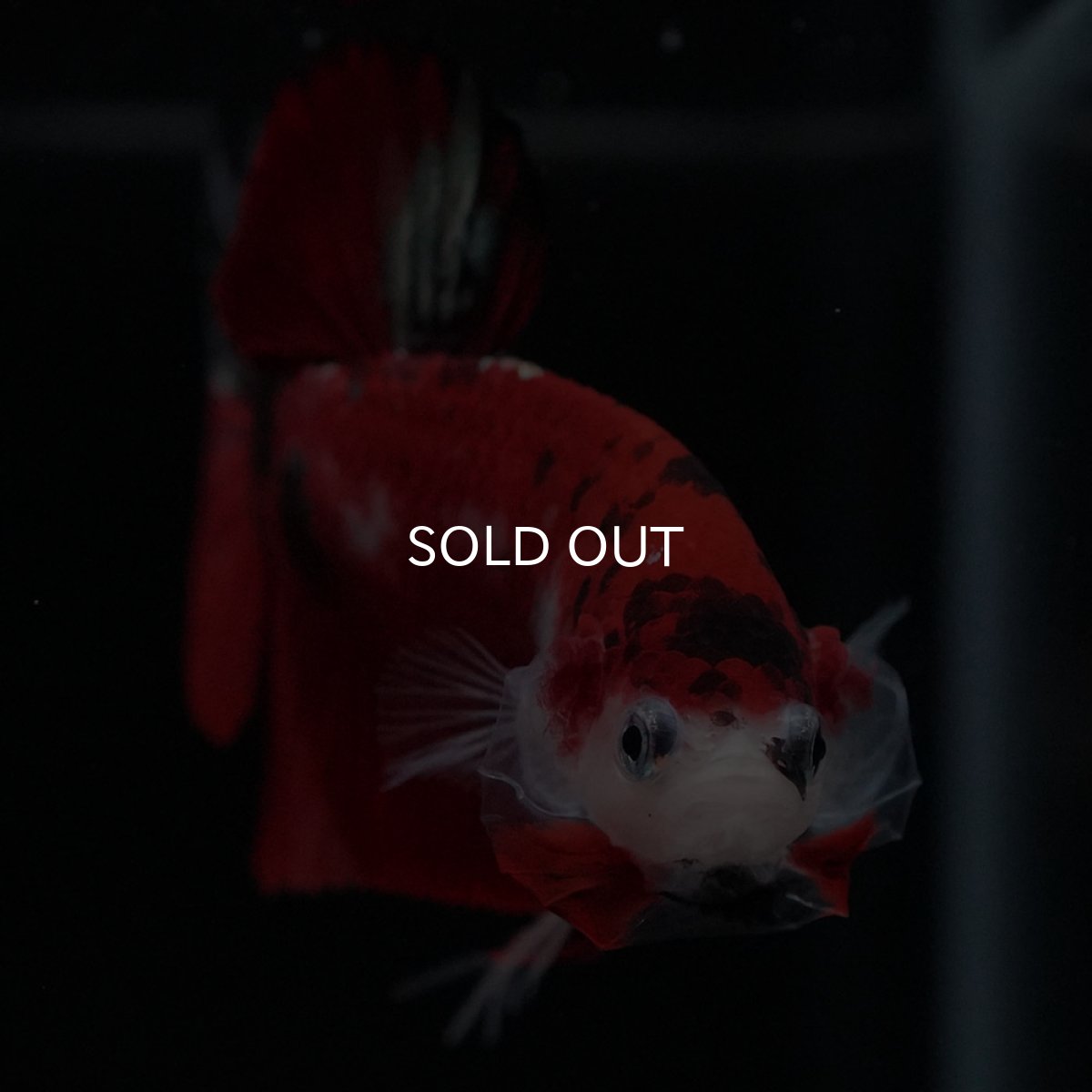 画像3: HMPK　鯉 (3)