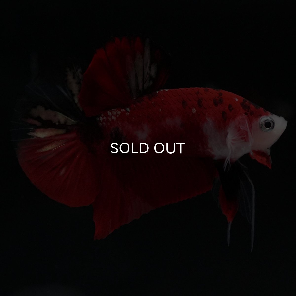 画像7: HMPK　鯉 (7)