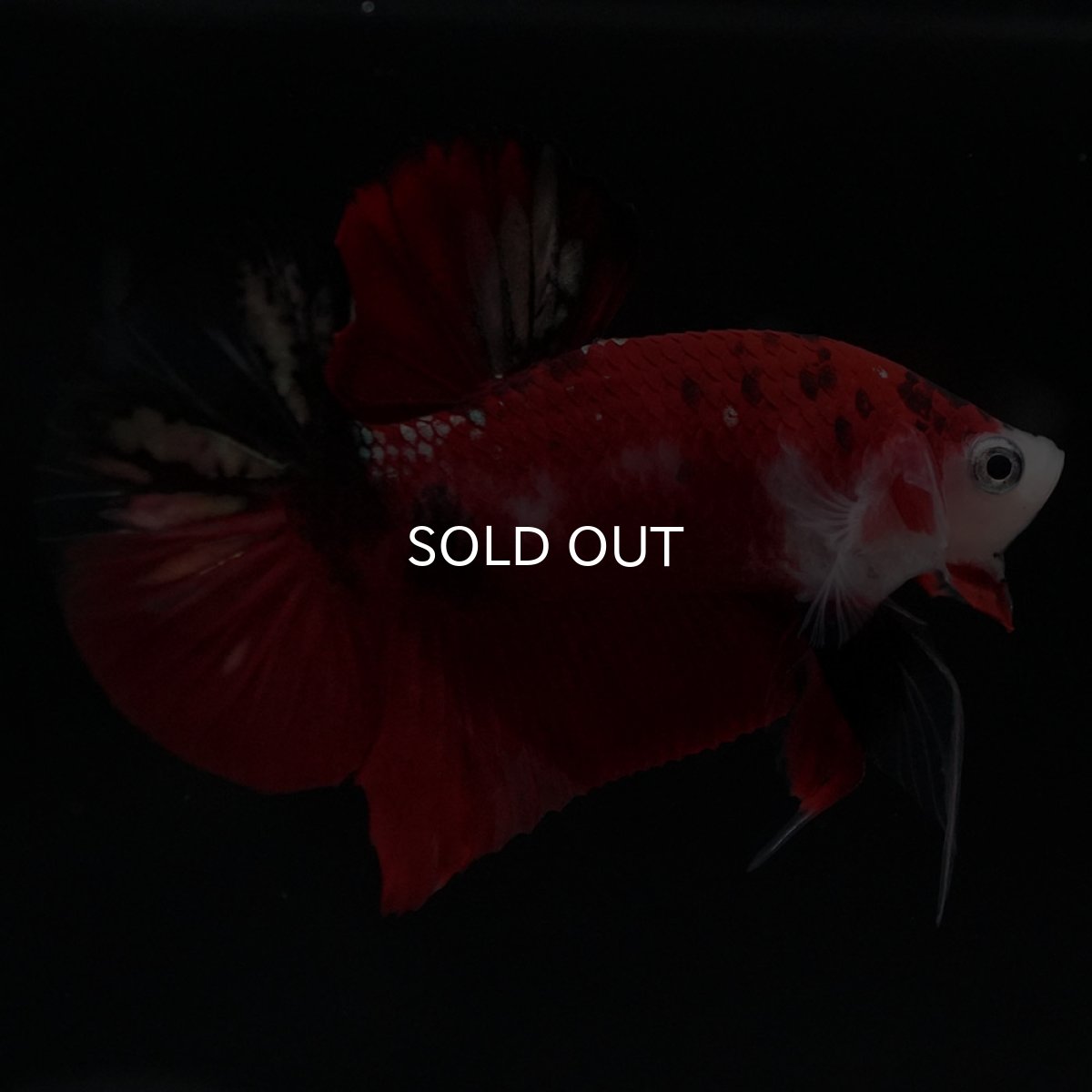 画像2: HMPK　鯉 (2)