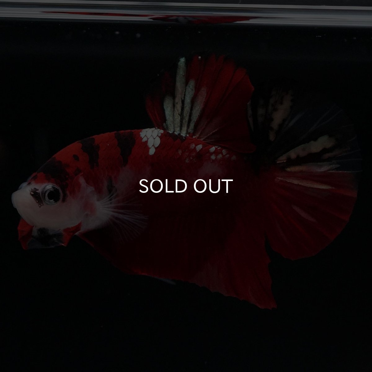 画像6: HMPK　鯉 (6)