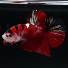 画像6: HMPK　鯉 (6)