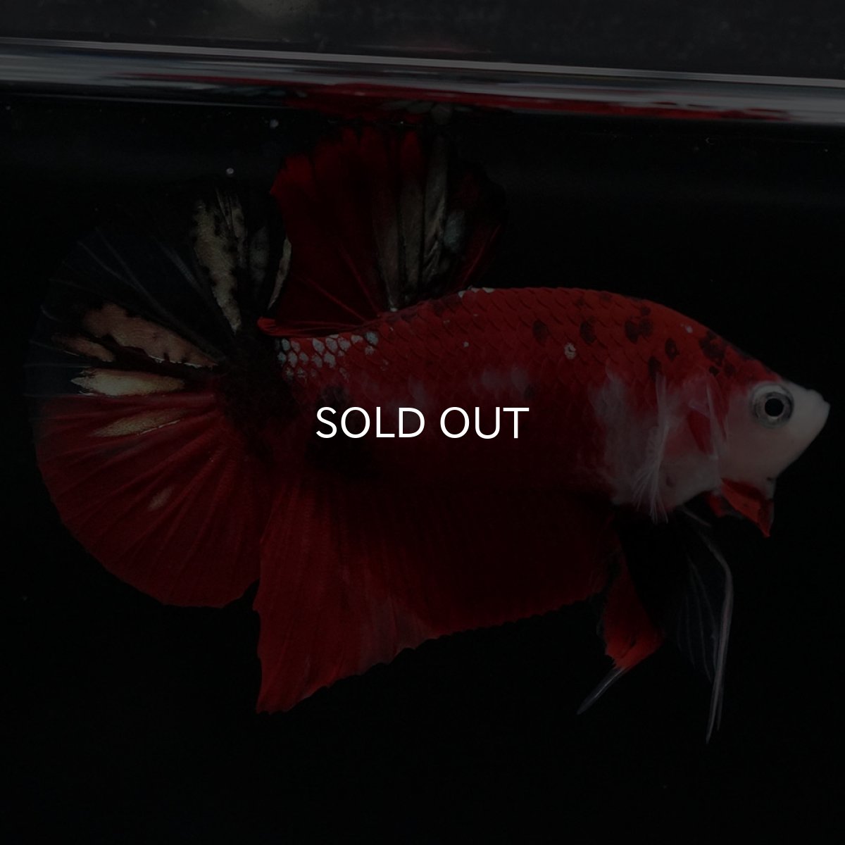 画像5: HMPK　鯉 (5)