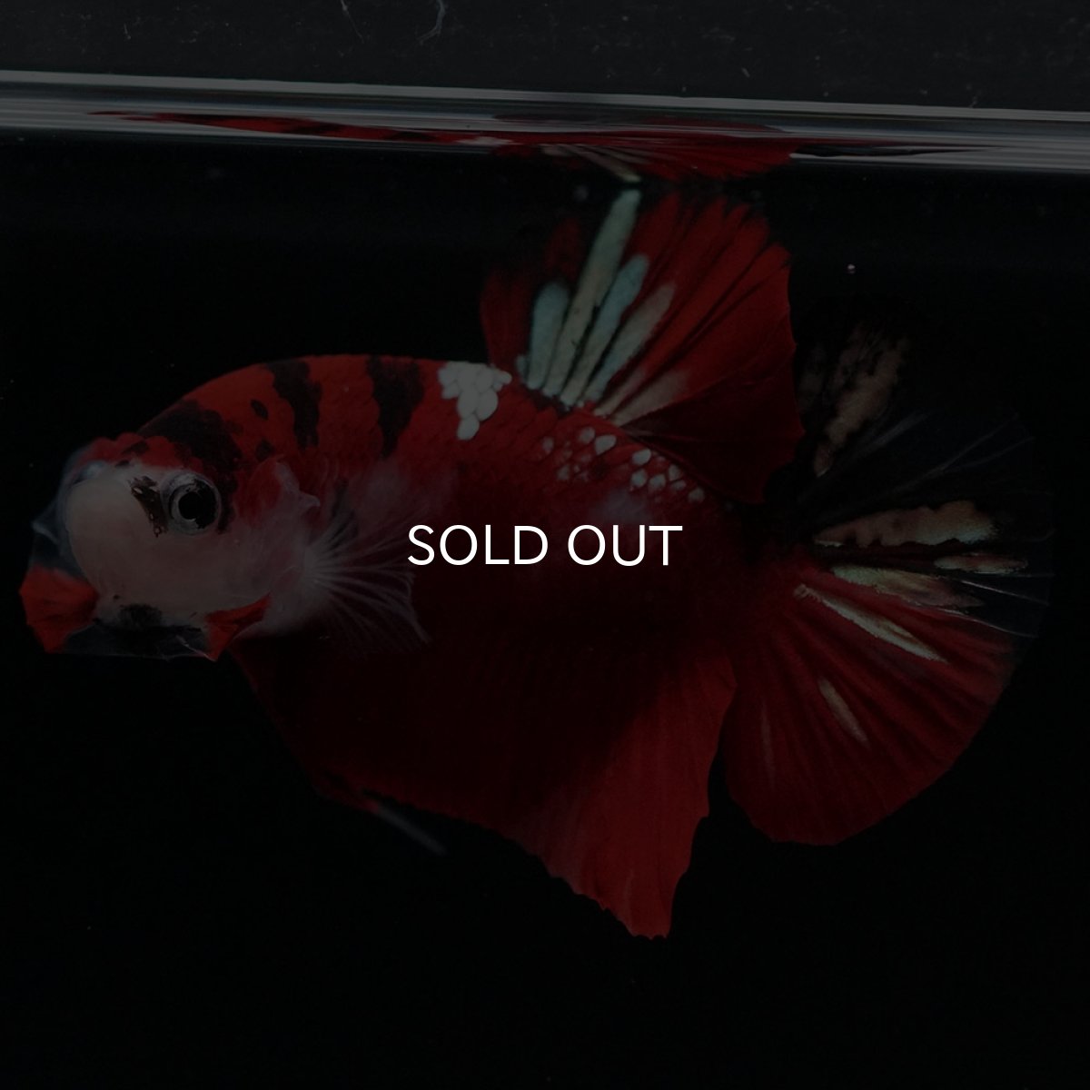 画像4: HMPK　鯉 (4)