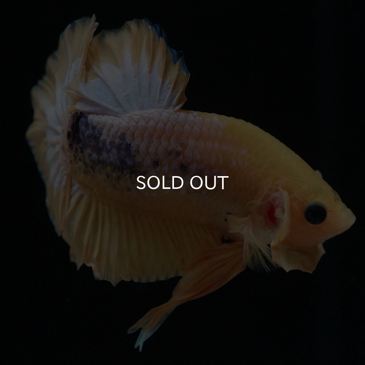 画像2: HMPK　イエローファンシー (2)