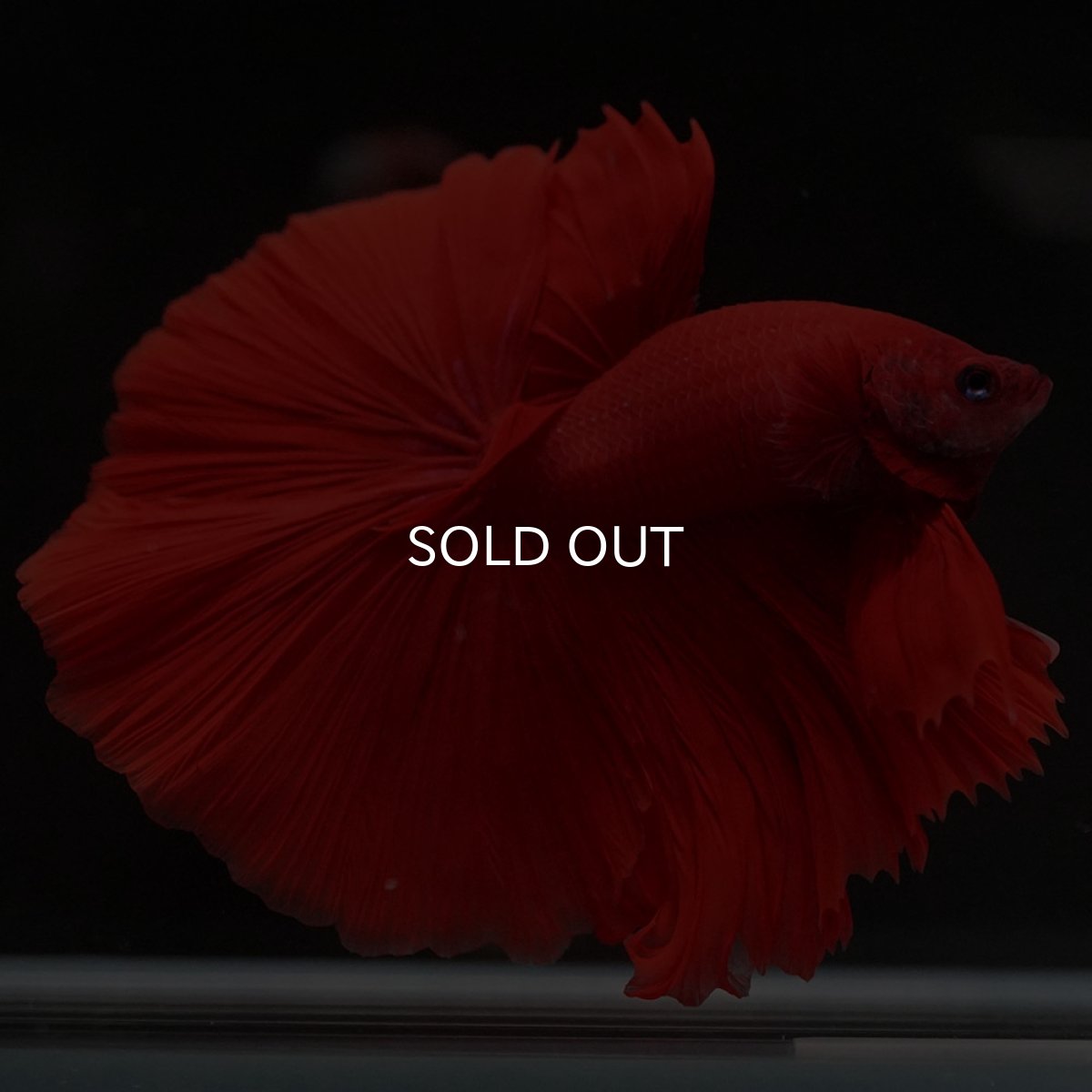 画像4: HM ソリッドレッド (4)