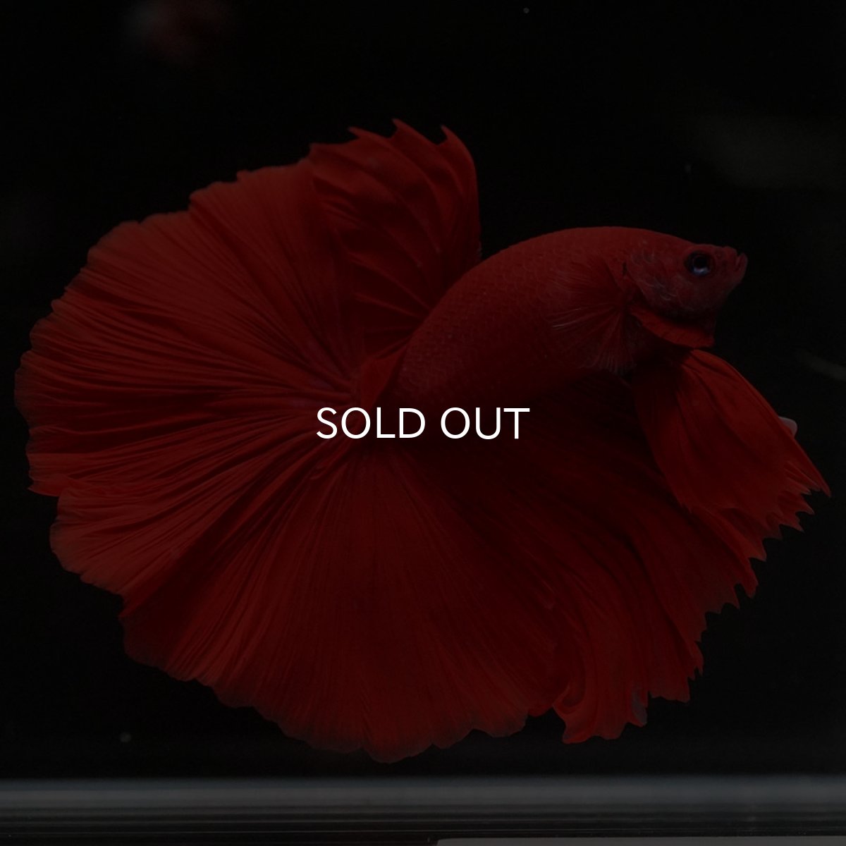 画像6: HM ソリッドレッド (6)