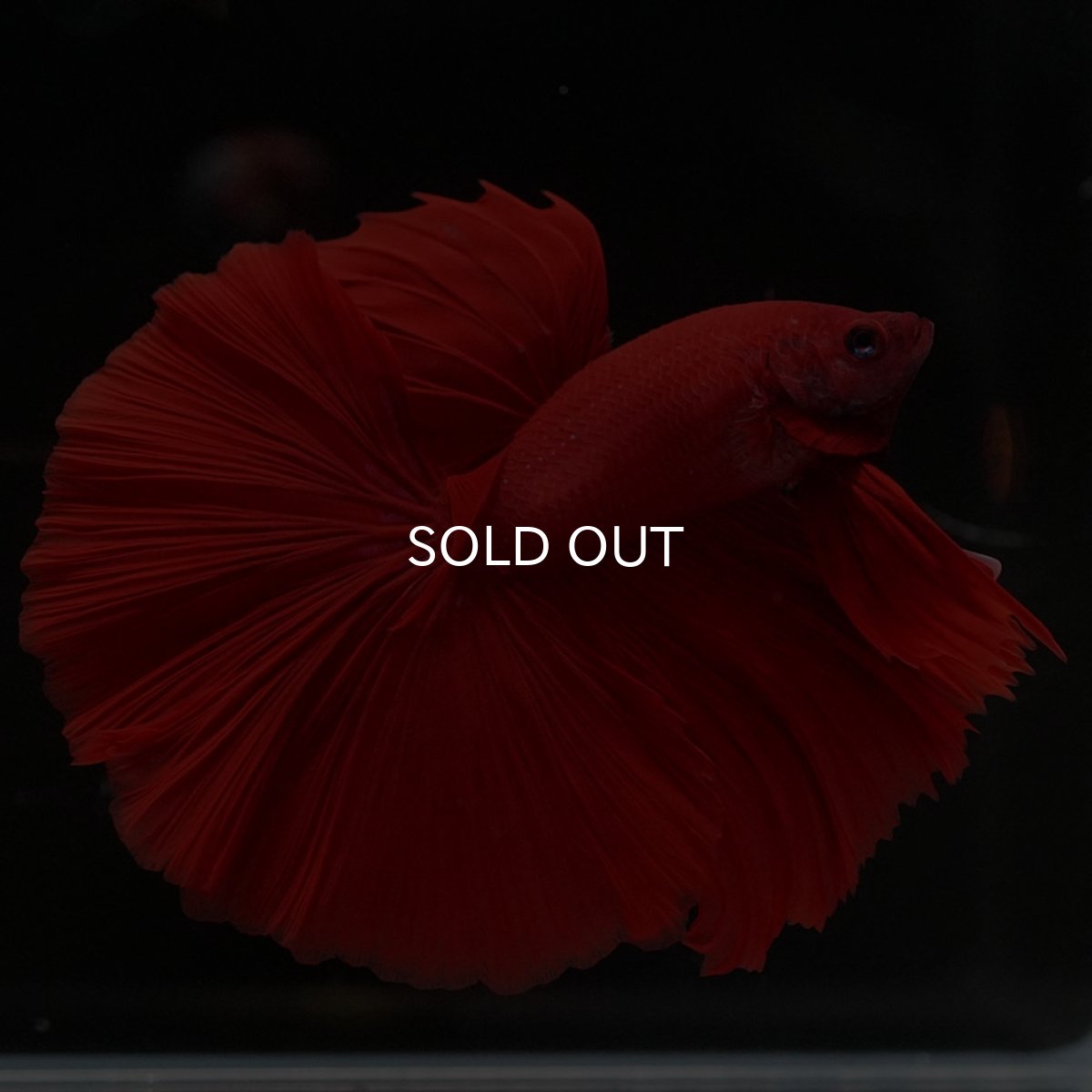 画像2: HM ソリッドレッド (2)