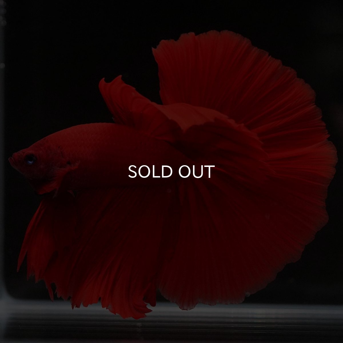 画像9: HM ソリッドレッド (9)