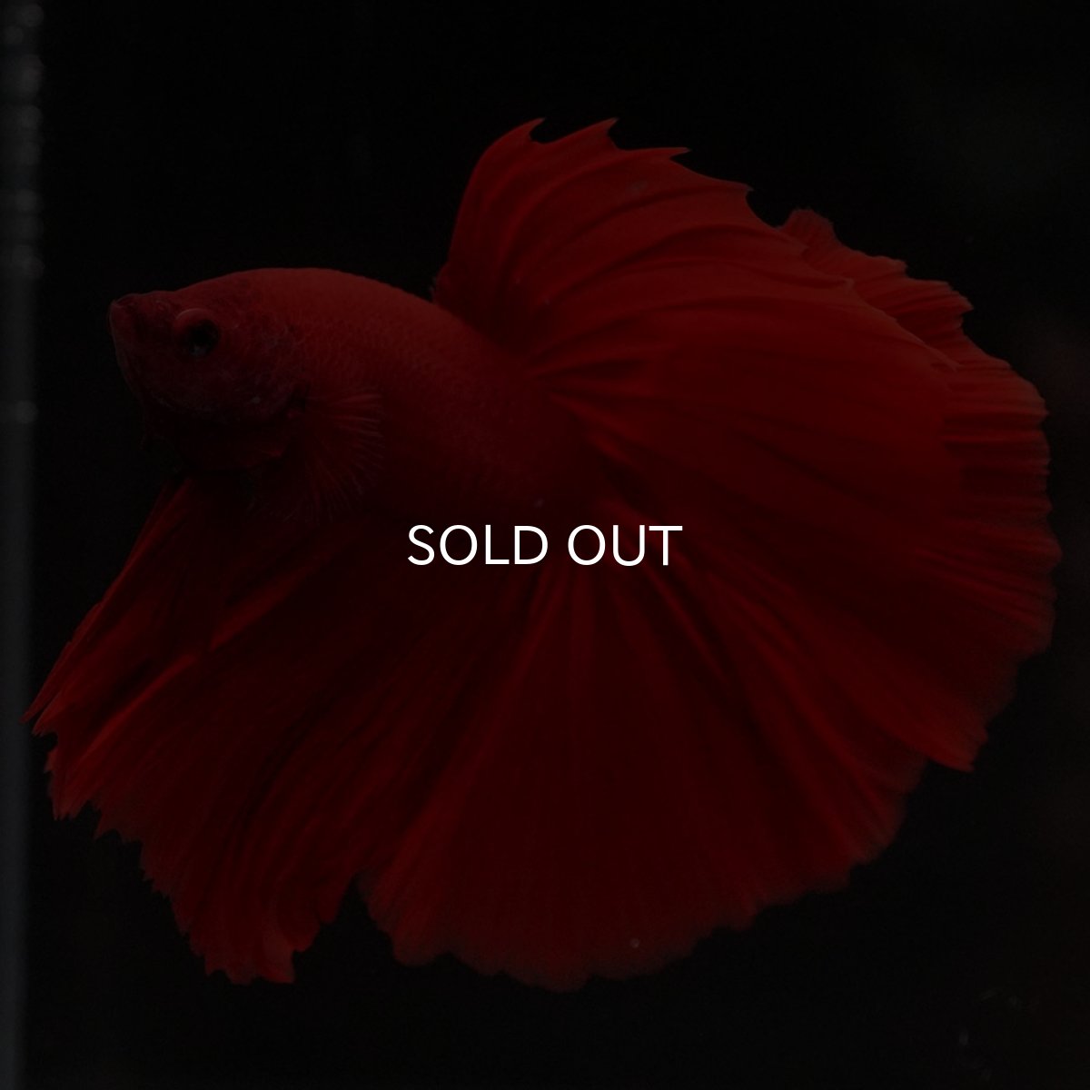 画像8: HM ソリッドレッド (8)