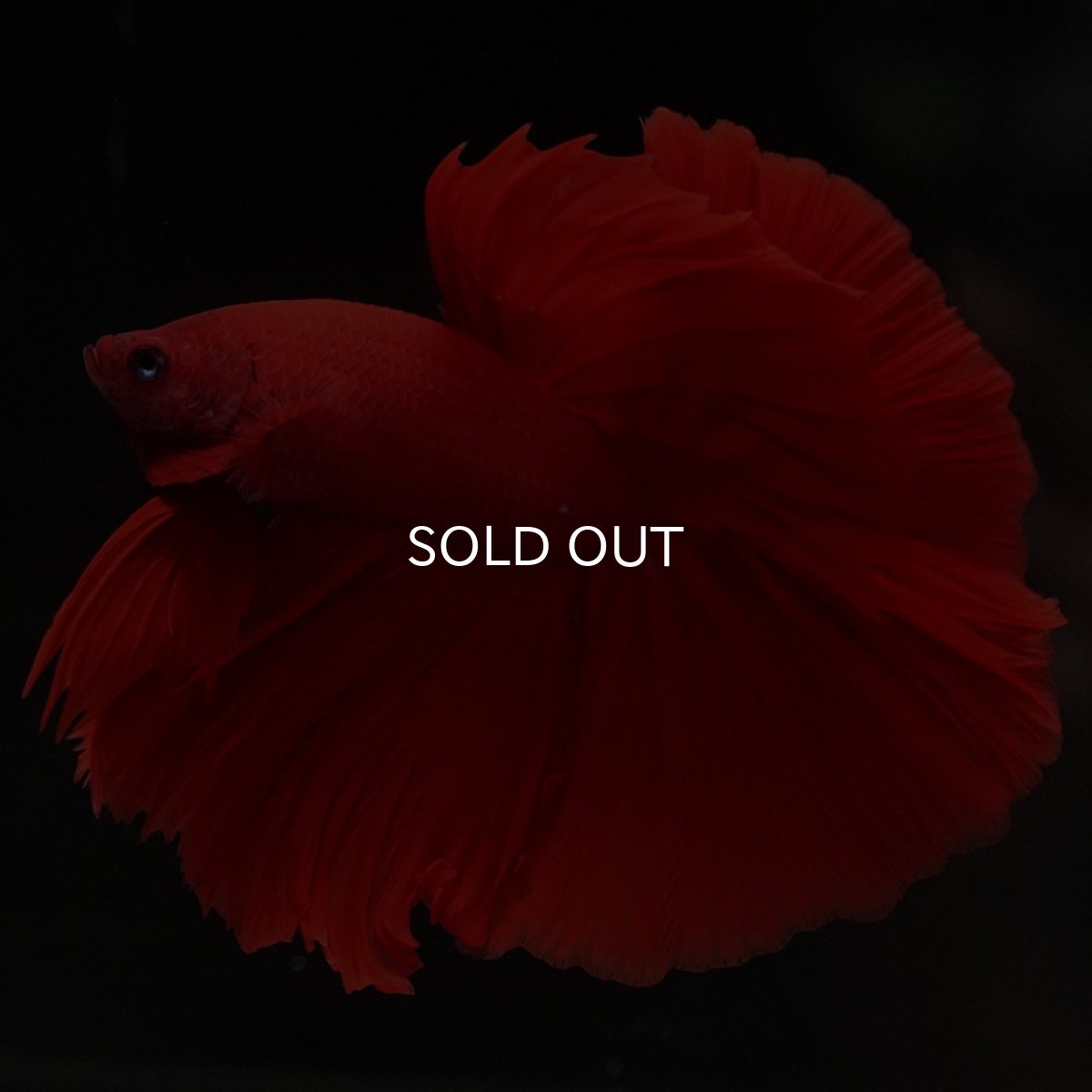 画像7: HM ソリッドレッド (7)