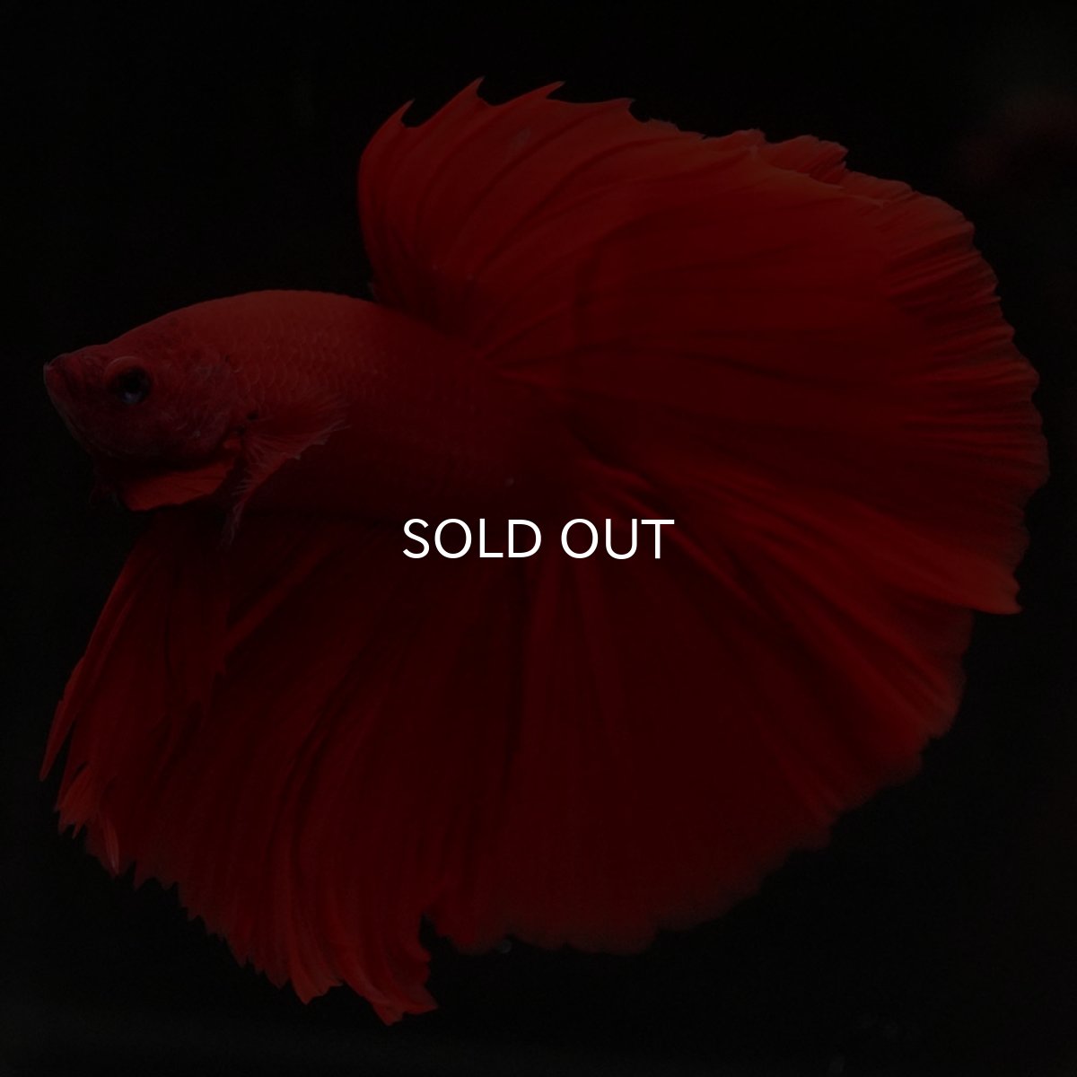 画像5: HM ソリッドレッド (5)