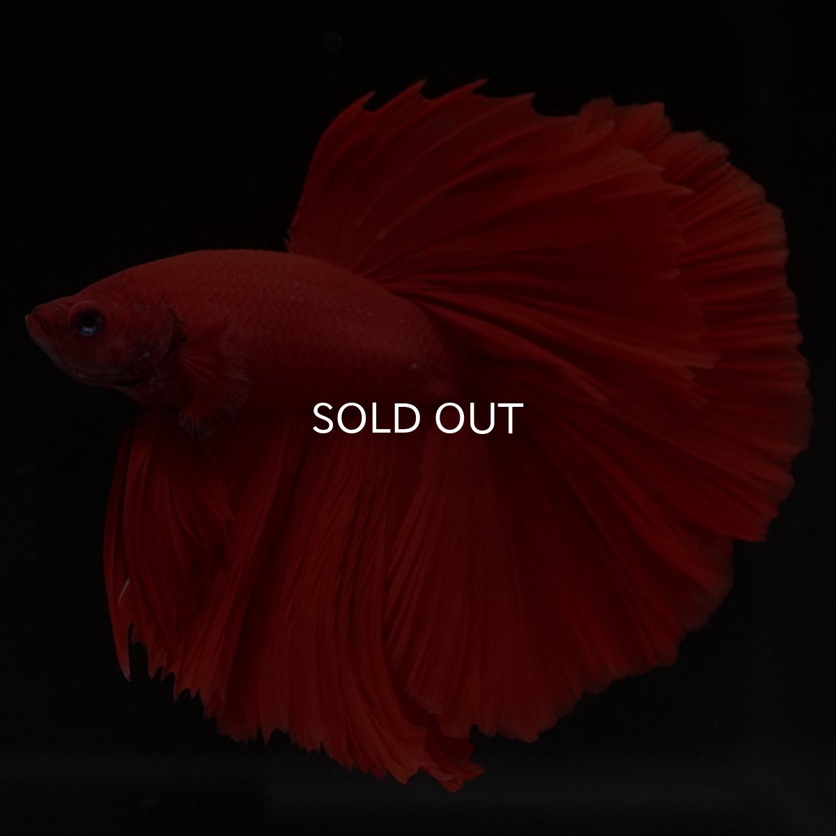 画像3: HM ソリッドレッド (3)