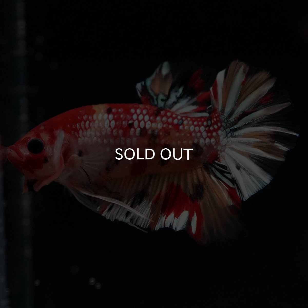 画像5: HMPK　キャンディカッパー (5)