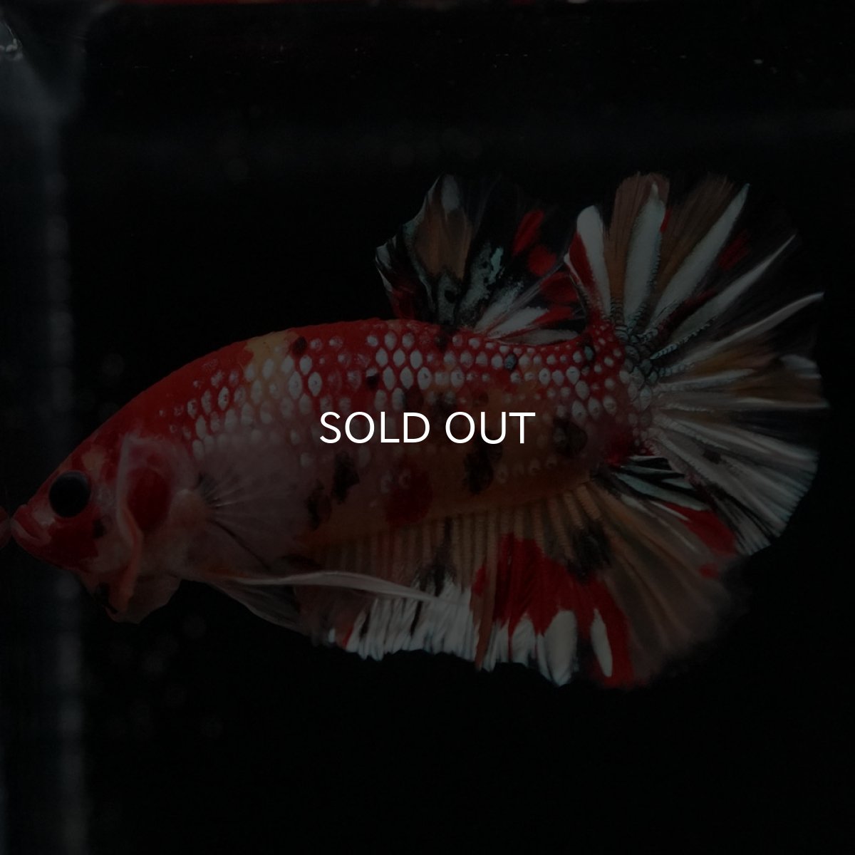 画像3: HMPK　キャンディカッパー (3)