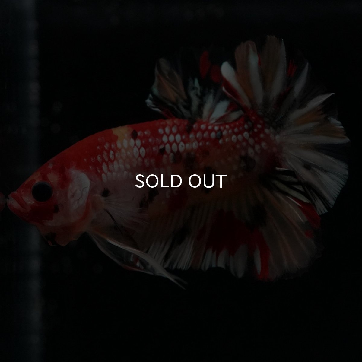 画像10: HMPK　キャンディカッパー (10)