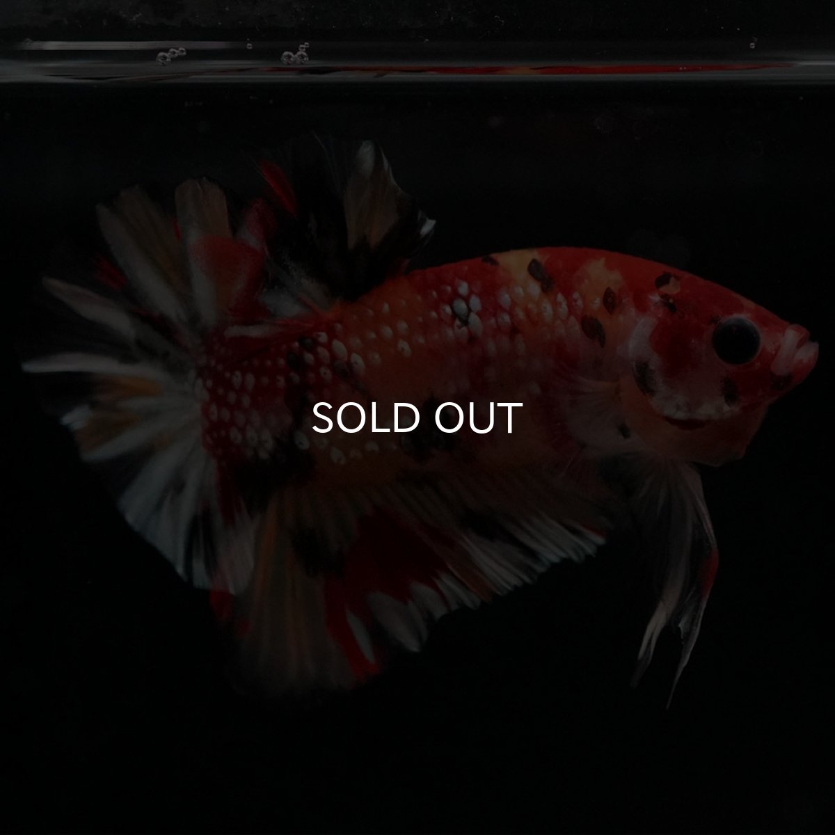 画像9: HMPK　キャンディカッパー (9)