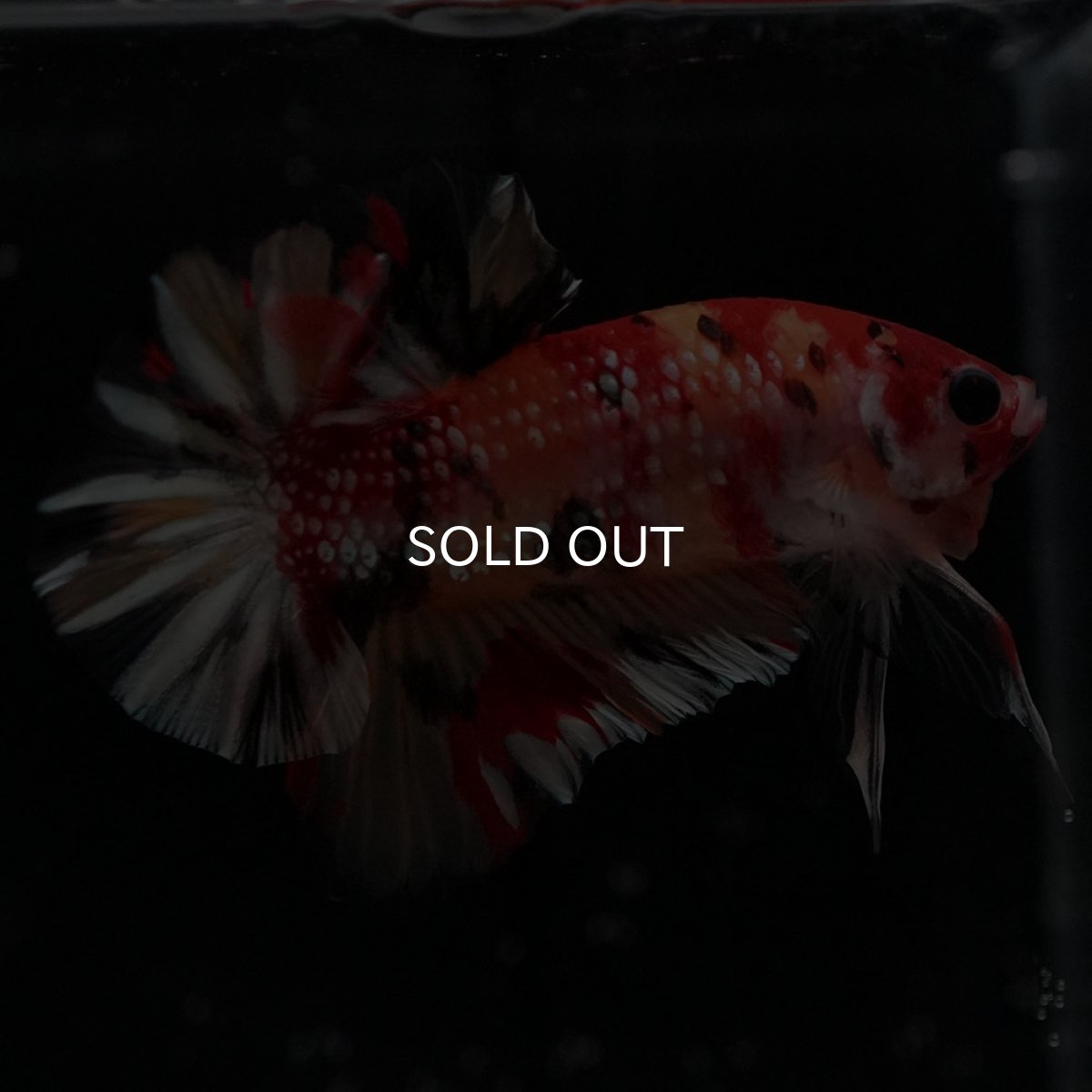 画像8: HMPK　キャンディカッパー (8)