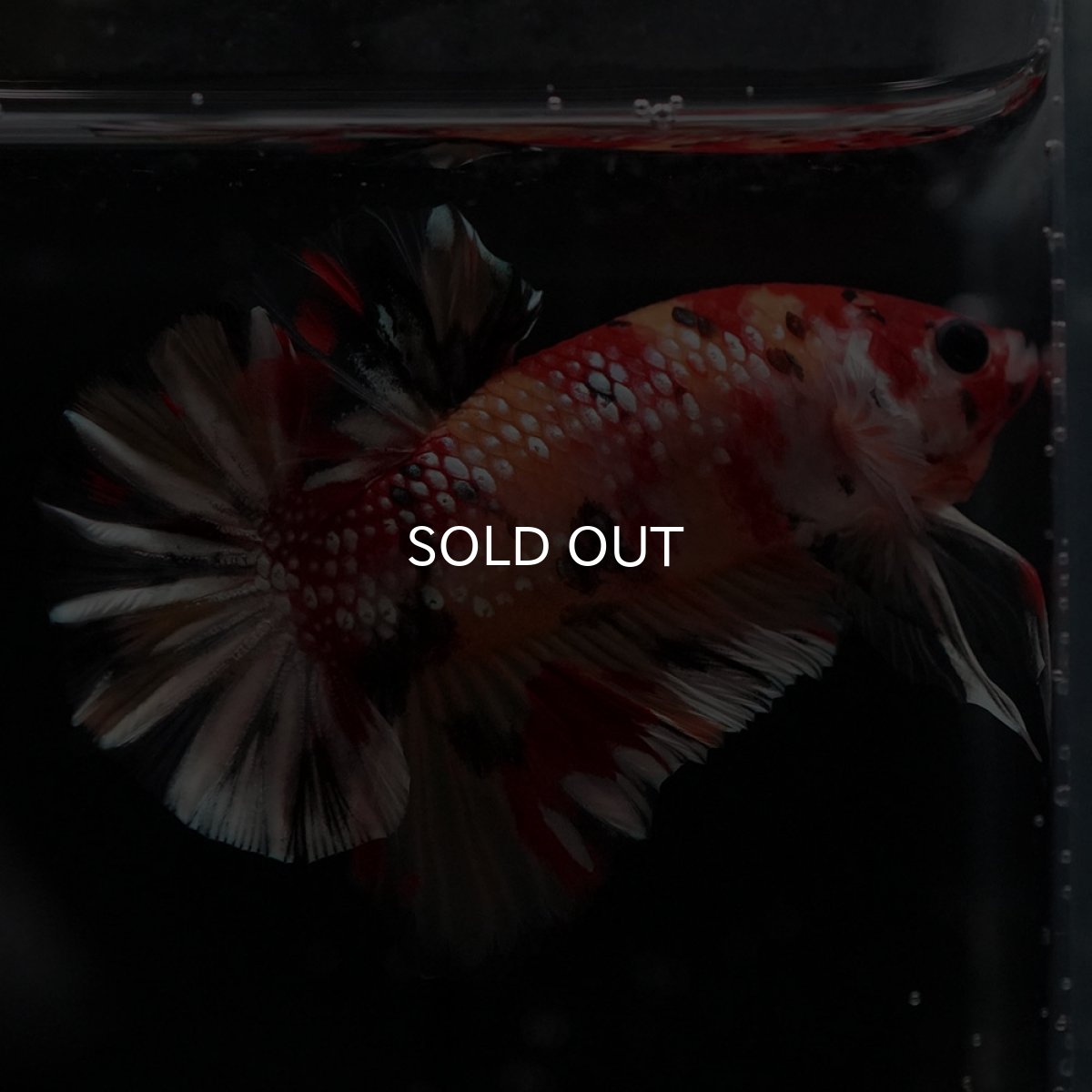 画像6: HMPK　キャンディカッパー (6)