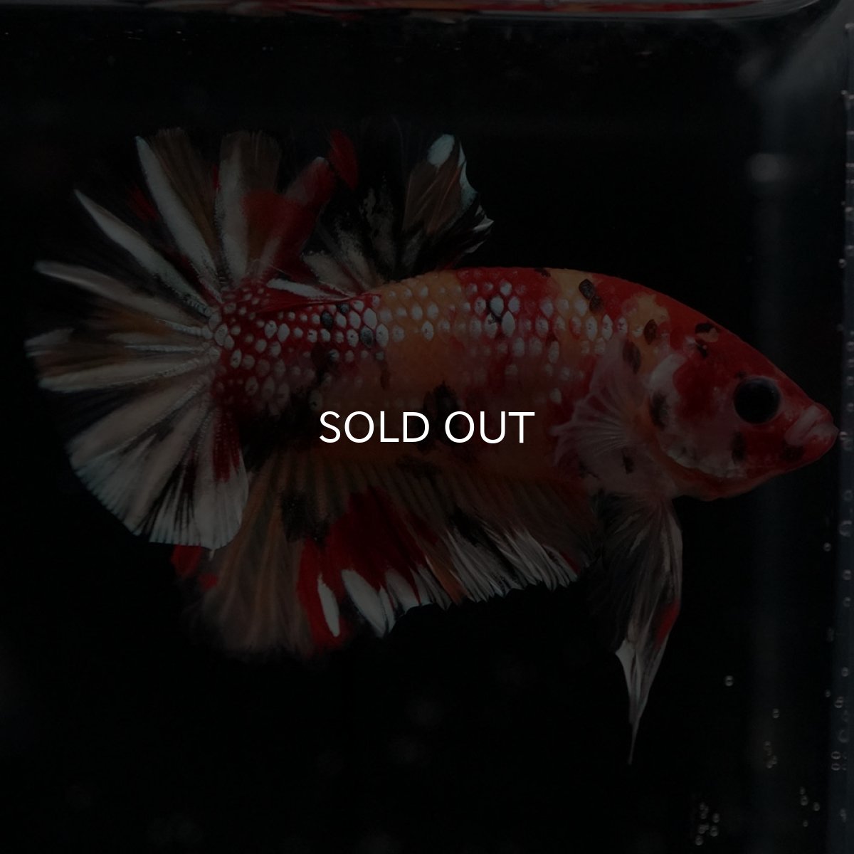 画像2: HMPK　キャンディカッパー (2)