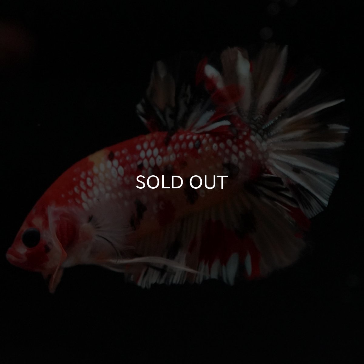 画像7: HMPK　キャンディカッパー (7)