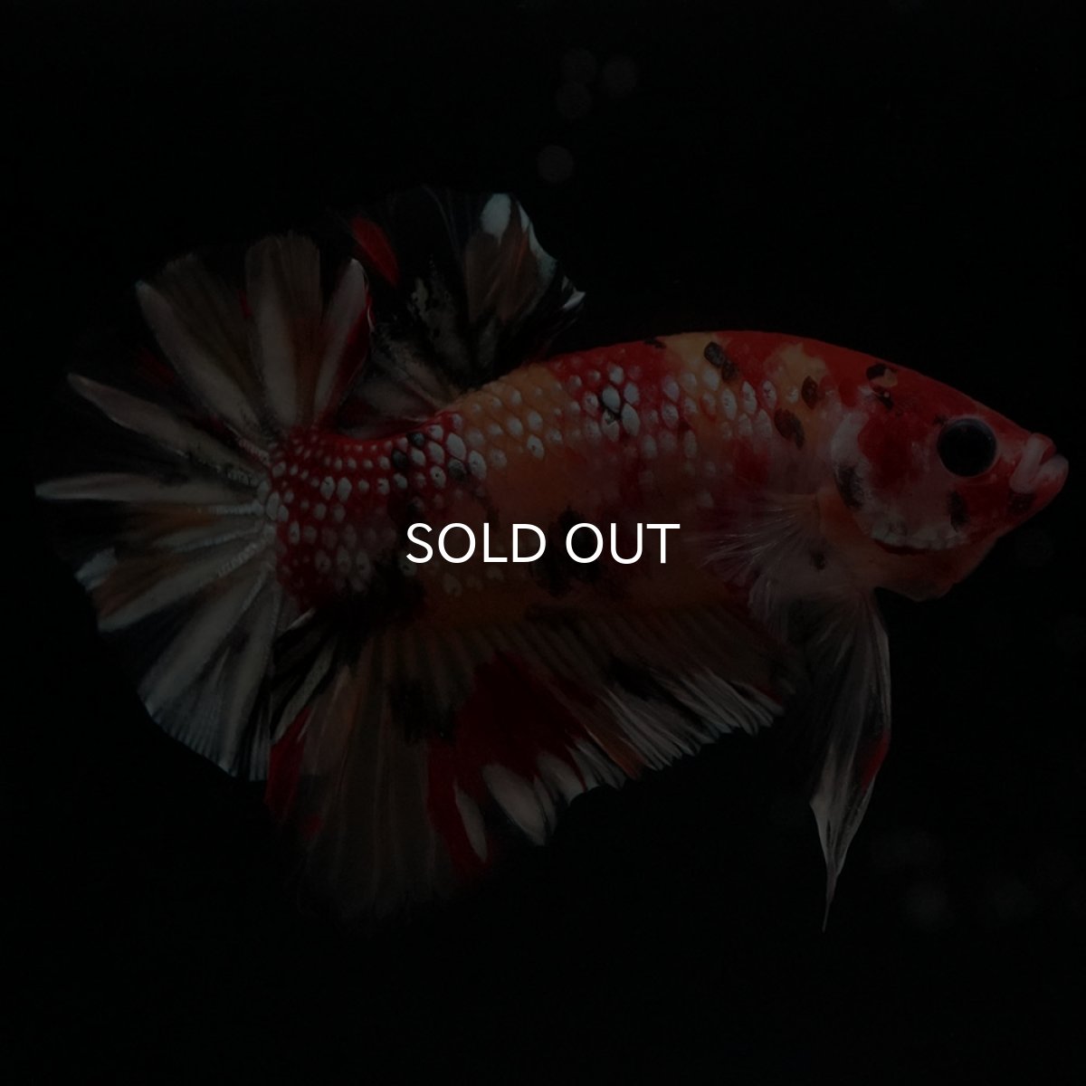 画像4: HMPK　キャンディカッパー (4)