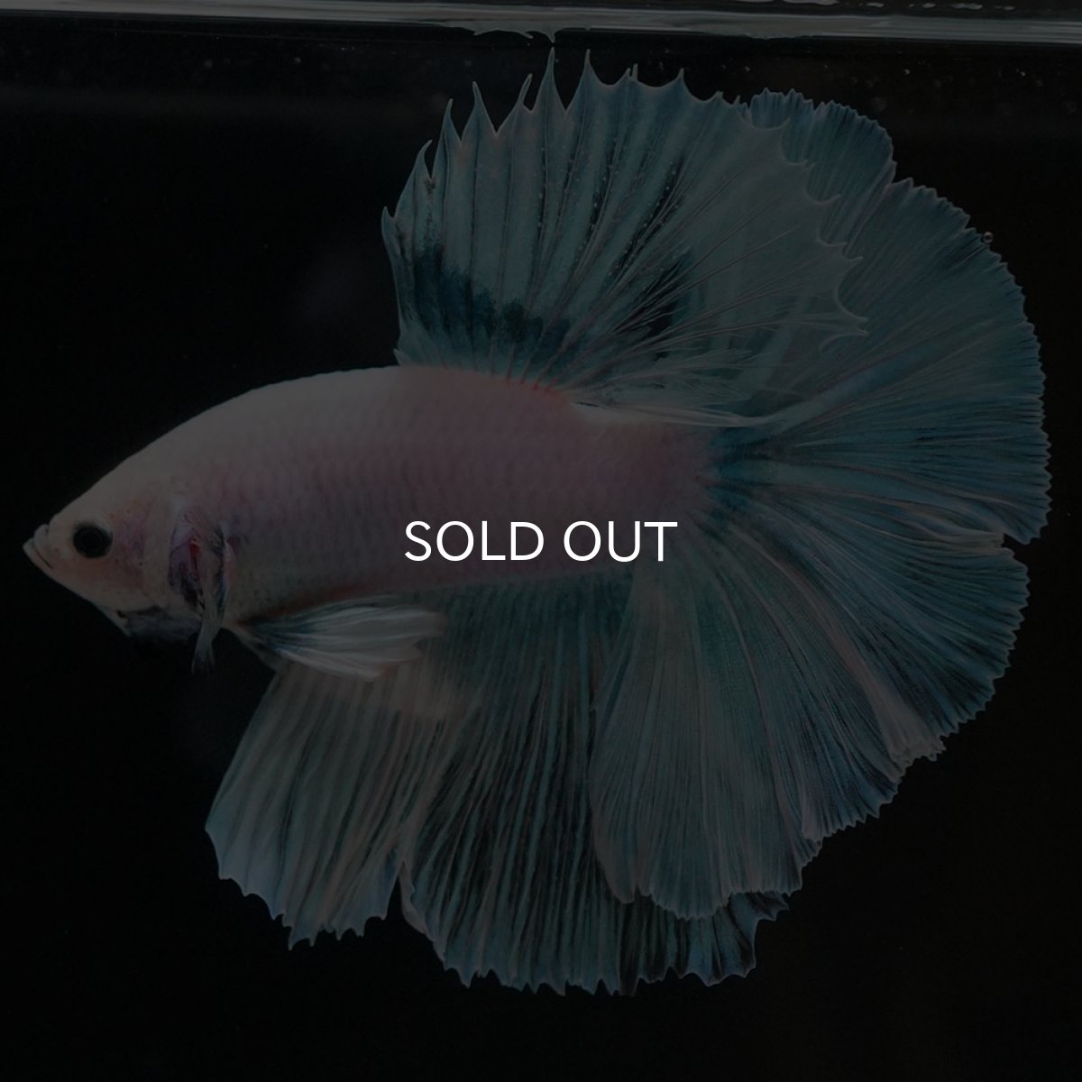 画像6: HM ホワイトファンシー (6)