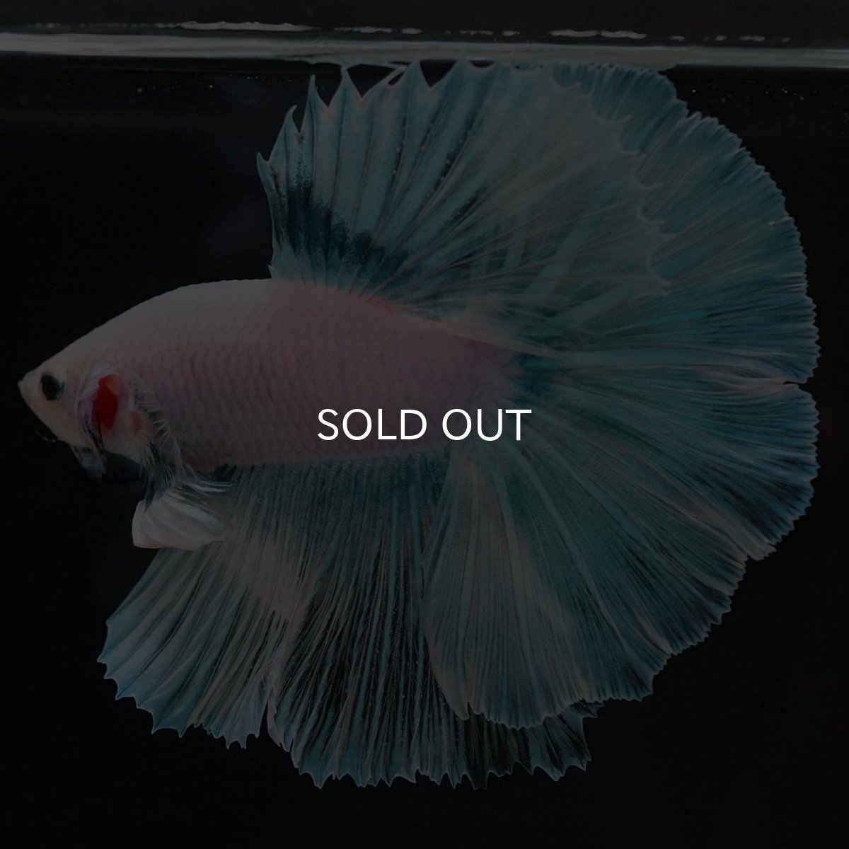 画像5: HM ホワイトファンシー (5)