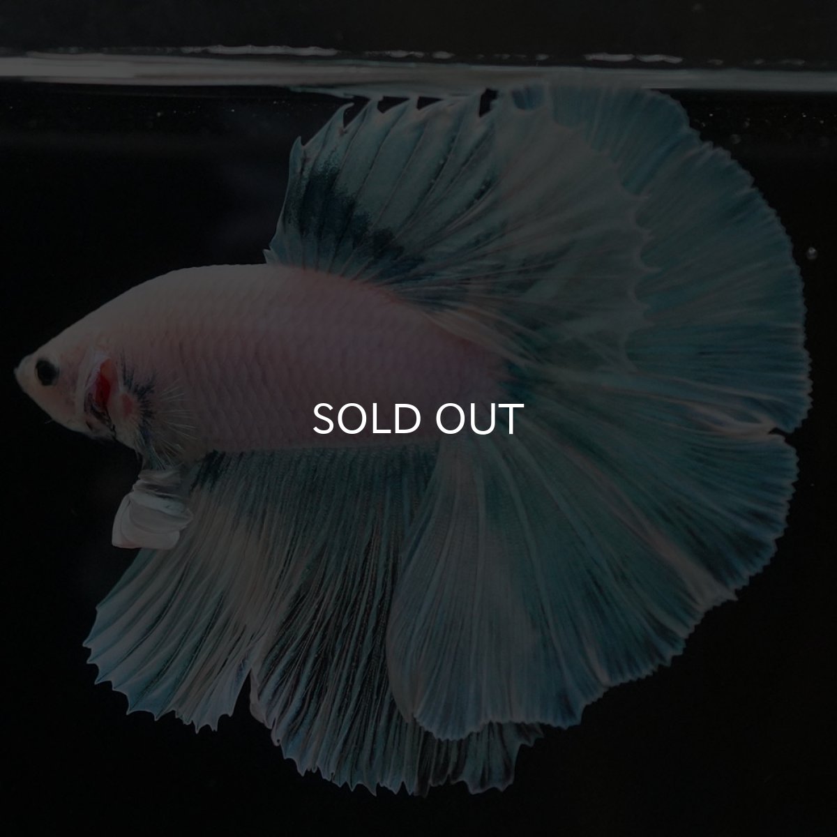 画像7: HM ホワイトファンシー (7)