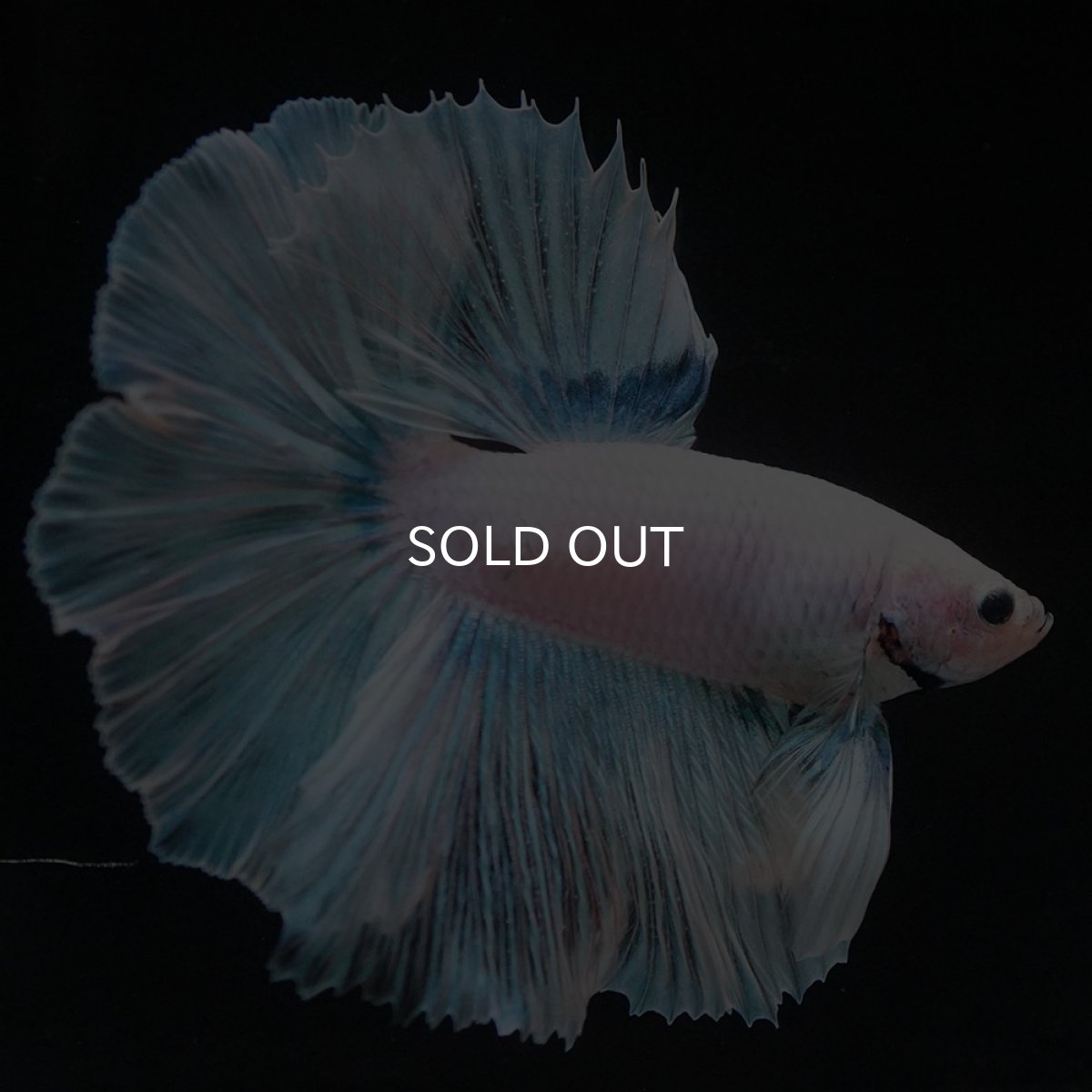 画像4: HM ホワイトファンシー (4)