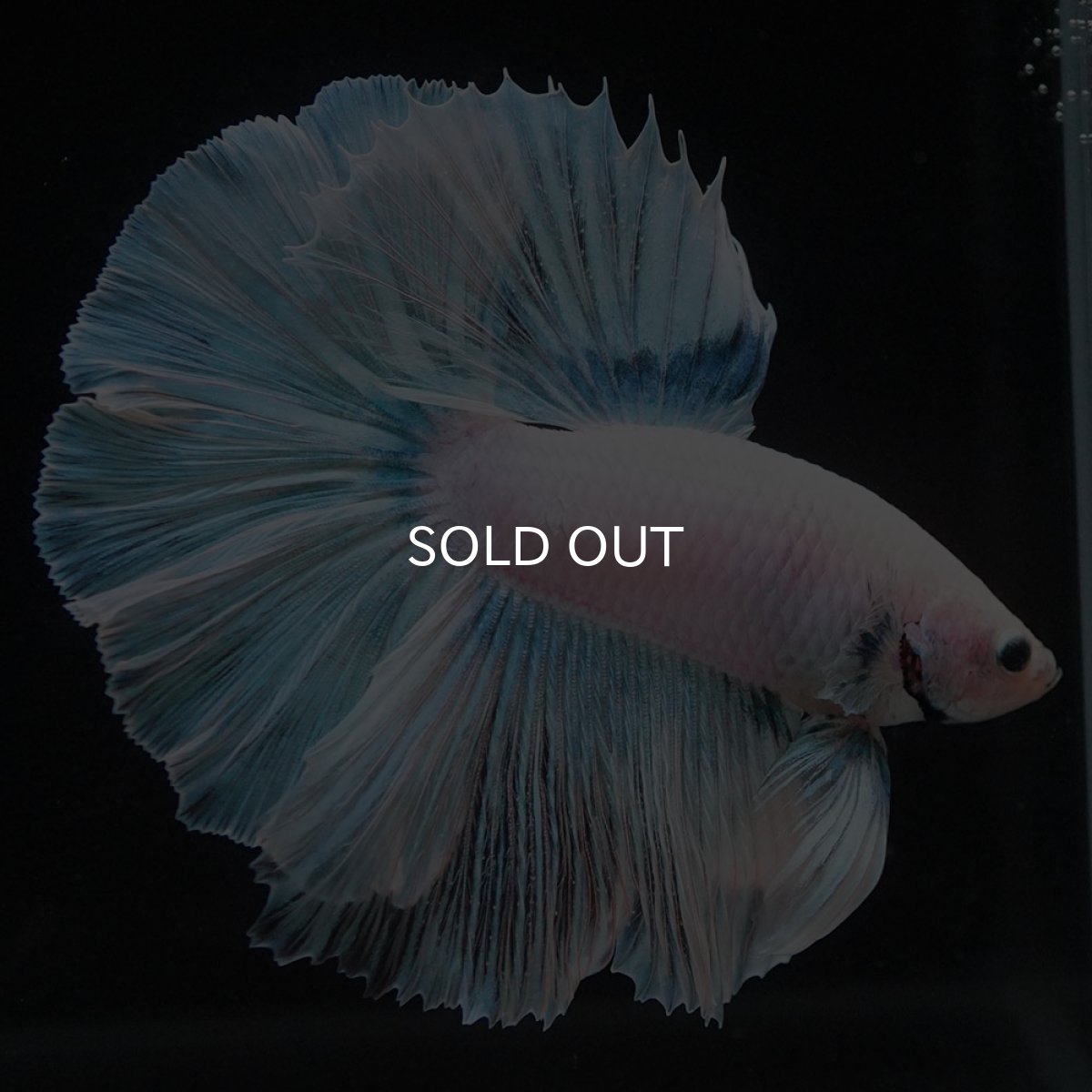 画像2: HM ホワイトファンシー (2)