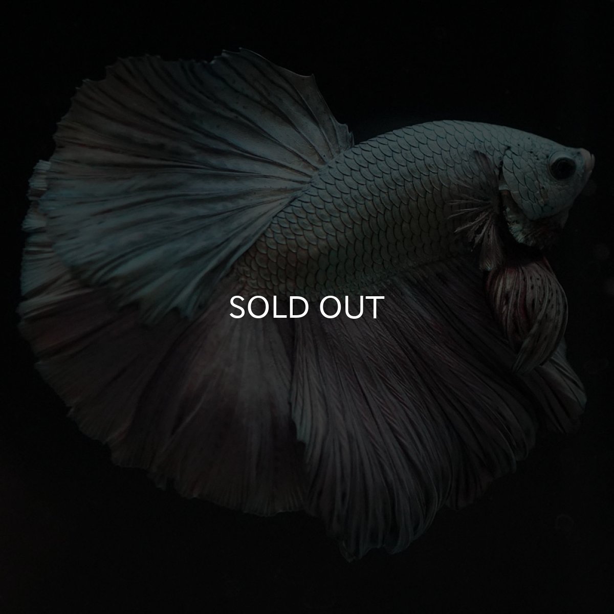 画像10: HM カッパー (10)